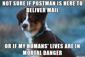 My Dog Every Day Meme On Imgur