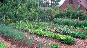 Maybe you would like to learn more about one of these? Starting A Vegetable Garden The Basics Abc News