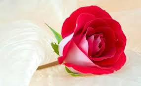 We would like to show you a description here but the site won't allow us. Flower Profile Pictures Flowers Profile Pics Flower Dp