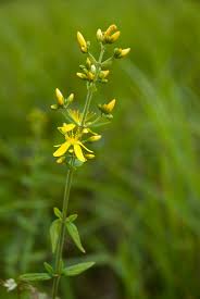 Image result for Hypericum