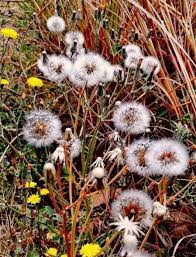 Los mil y un usos de los dientes de león