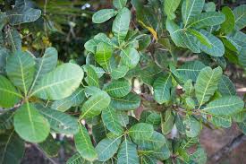 Image result for Anacardium occidentale