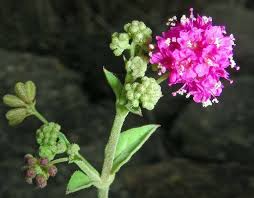 Image result for Boerhavia coccinea