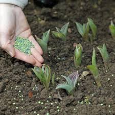 Immer wieder in das gespräch kommt dabei blaukorn. Blaukorn Als Dunger Richtig Verwenden Mein Schoner Garten