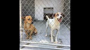 Fontana designs & manufactures high end fountains, underwater luminaires and spectacular watershows all over the world since 1971. Front Street Animal Shelter Waives Lost Pet Fees California News Times