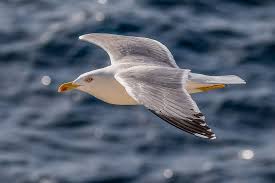 Image result for seagull
