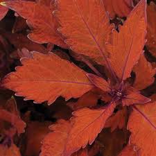 Image result for Coleus prittwitzii
