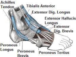 Discover if tendinitis is causing your foot pain and what you can do to remedy the situation. Foot Ankle Tendonitis Causes Symptoms Treatment