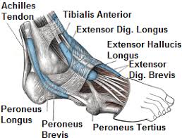 Jun 07, 2019 · this results in collapse of the arch of the foot (commonly called flatfoot or flat foot), along with foot and sometimes ankle deformities that can become debilitating or disabling in later stages. Foot Ankle Tendonitis Causes Symptoms Treatment