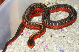 Snake Morphs Garter Snake Morph Corn Snake Snake Reptile Snakes