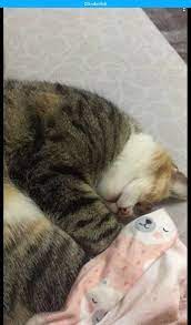 ᴗ in 2021 cats animals
