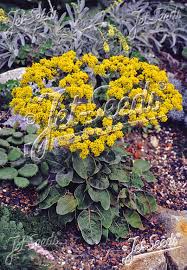 Image result for Grona stolzii