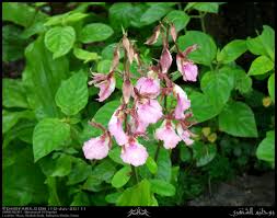 Image result for Eulophia guineensis