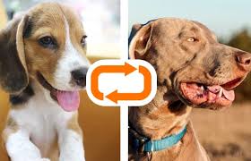 The beagle labrador mix, also known as the beagador, is a designer dog created by crossbreeding a labrador retriever and a beagle. Beagiraner Weimaraner Beagle Mix A Complete Guide Vizsla World