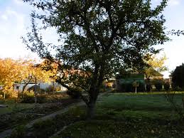 Wer einen seit jahrzehnten verwurzelten großbaum im garten hat, braucht dann meist einen profi für das fällen. Wie Fallt Man Einen Obstbaum Gartenbob De Der Garten Ratgeber