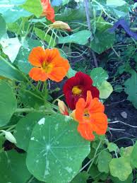 Nasturtiums Beautiful Edible Flowers And Leaves Nasturtium Magical Herbs Pastel Flowers