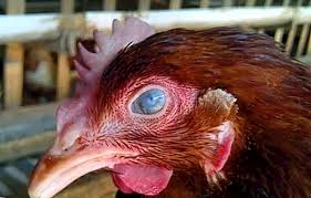 Posted on 02.10.201902.10.2019 by cyndi rosamunda. Gripe Aviaria Em Frangos Sintomas Sinais Tratamento E Diagnostico Avicultura
