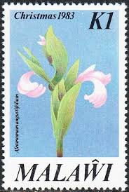 Image result for Siphonochilus brachystemon