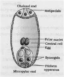 Types Of Embryo Sac | Ppt