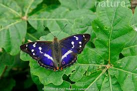 Image result for Apatura iris