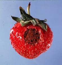 Anthracnose Is An Important Disease Of Strawberry That Can Affect Foliage Runners Crowns And Fruit The Disease Is Caused By Several S Strawberry Fungi Fruit