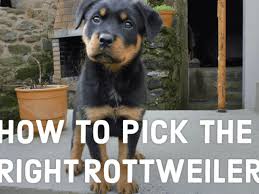 You can learn how to potty train a rottweiler puppy by reading this article. A Guide To Choosing Your Rottweiler Puppy Pethelpful