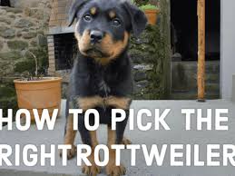 Maybe you would like to learn more about one of these? A Guide To Choosing Your Rottweiler Puppy Pethelpful