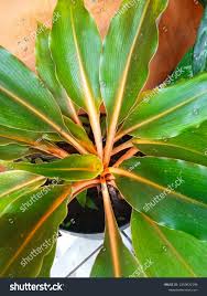 Image result for Palisota