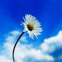 Profile Picture of Amy E. Settle - Obituary - Life Celebration by GIVNISHon Google