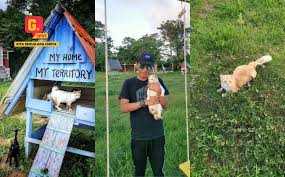 Dalam pada itu, baginda berdua menitahkan rakyat khususnya di selangor supaya tidak mengabaikan tanggungjawab melindungi haiwan terbiar khususnya kucing dan anjing. Gempakspot Peminat Kucing Ada Pulau Kucing Di Pekan Pahang Boleh Melawat Sambil Menderma Gempak