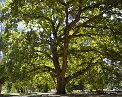 Despite this, the mod has surprisingly good effort for a joke mod. 2021 Victorian Tree Of The Year National Trust