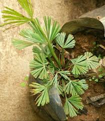 Image result for Actiniopteris dimorpha