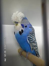 Violet Budgerigar Google Search Parkieten