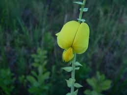 Image result for Crotalaria phyllostachys
