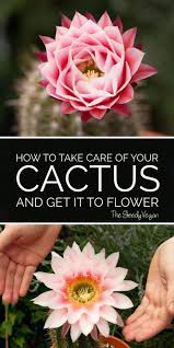 15 Growing Cactus Ideas Cactus Cactus Flower Cactus Care