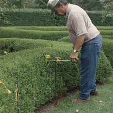 It will then start shooting again in april. Trimming A Hedge Finegardening