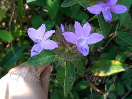 Image result for Barleria cristata