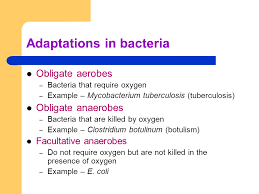 What Is A Facultative Anaerobe Ppt Download