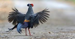 Birds For Sale In Ohio Craigslist Siamese Fireback Birds Siamese Animals