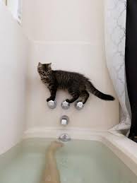 Experienced breeders believe that it is absolutely necessary, as harmful bacteria get into the apartment through the air and on the people's clothes. Curiosity The Cat Pics