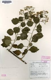 Image result for Distephanus divaricatus