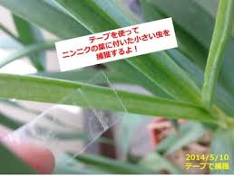 ニンニクの葉に虫が これはネギアザミウマか あぐうのベランダ菜園で実験中