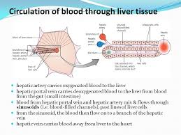 A vessel located in the abdominal cavity that is formed by the union of the superior mesenteric and splenic veins that channel blood from the gastrointestinal tract and spleen to the capillary beds in the. H4 Functions Of The Liver Ppt Video Online Download