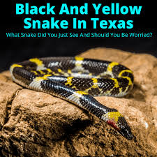 Check spelling or type a new query. Black And Yellow Snake Texas What Snake Did You Just See