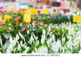 Shop locally to get the best deals on trees, flowers, planters, and other yard items. Beautiful Arrangement Of Plants In A Flower Shop Flowers For Sale At A Flower Market Indoor Stock Images Page Everypixel