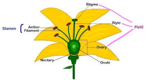The stigma is where pollen is collected and it at the top of the pistil. Angiosperm Reproduction