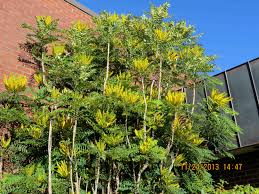 California barberry, wavyleaf barberry, island barberry, creeping holly grape. Oregon Grape Holly Adventures In Natural Beekeeping