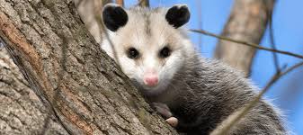Possums will also feed on birds and eat bird eggs, which they will sometimes steal from the bird's nests. Do Possums Eat Cats Your Questions Answered Abc Blog