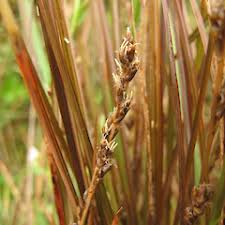 Image result for Cyperus tenuiculmis