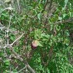 Image result for Tinnea aethiopica